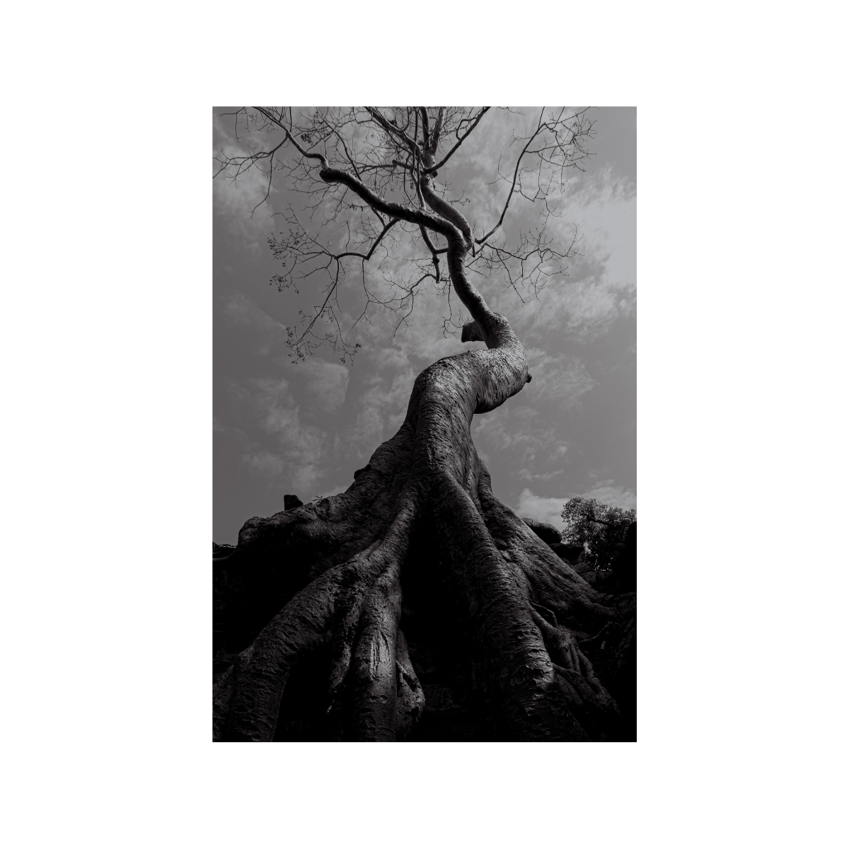 Sumaúma - Angkor Wat