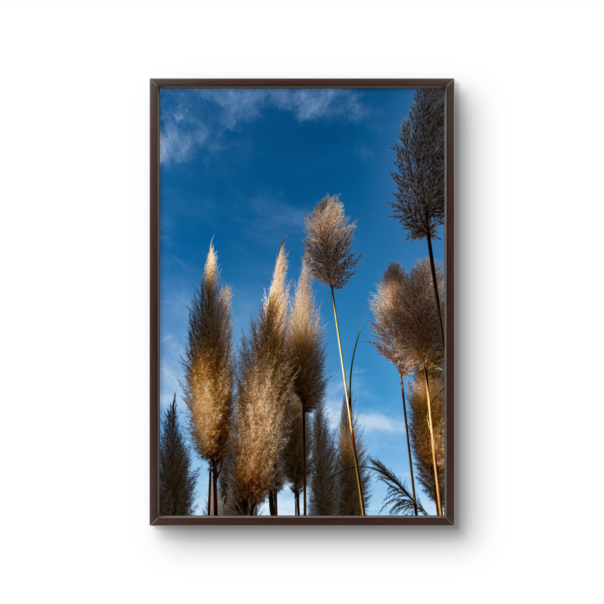 Pampas II