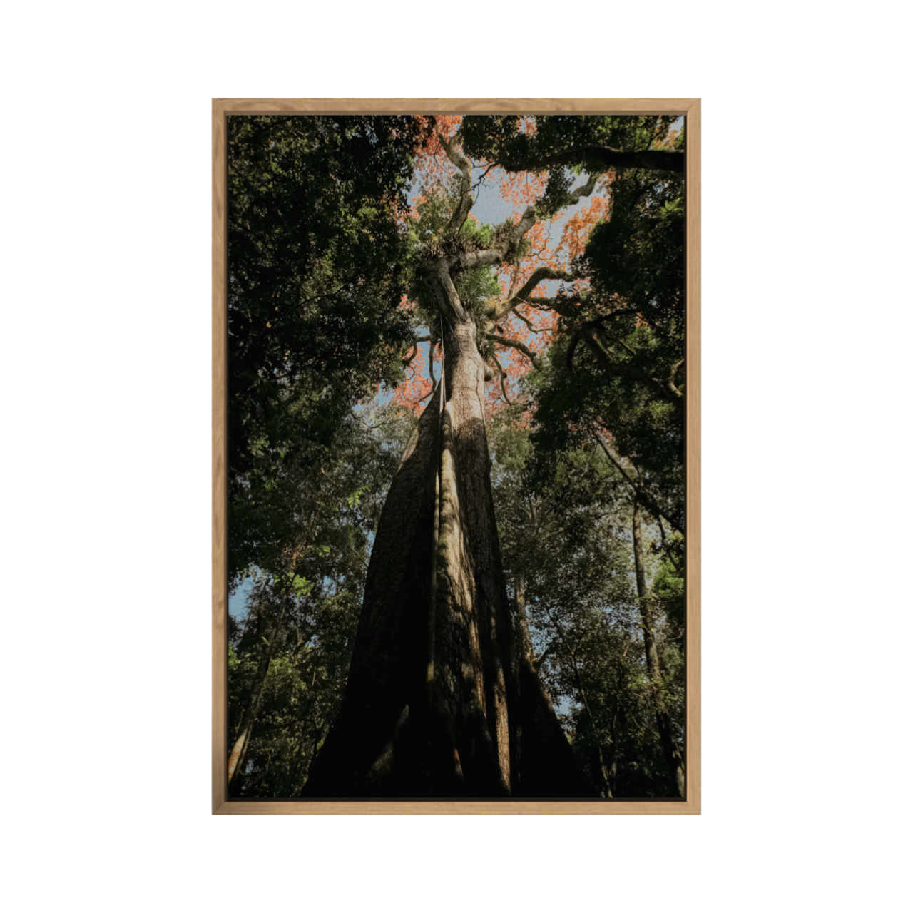 Sumaúma - Amazônia