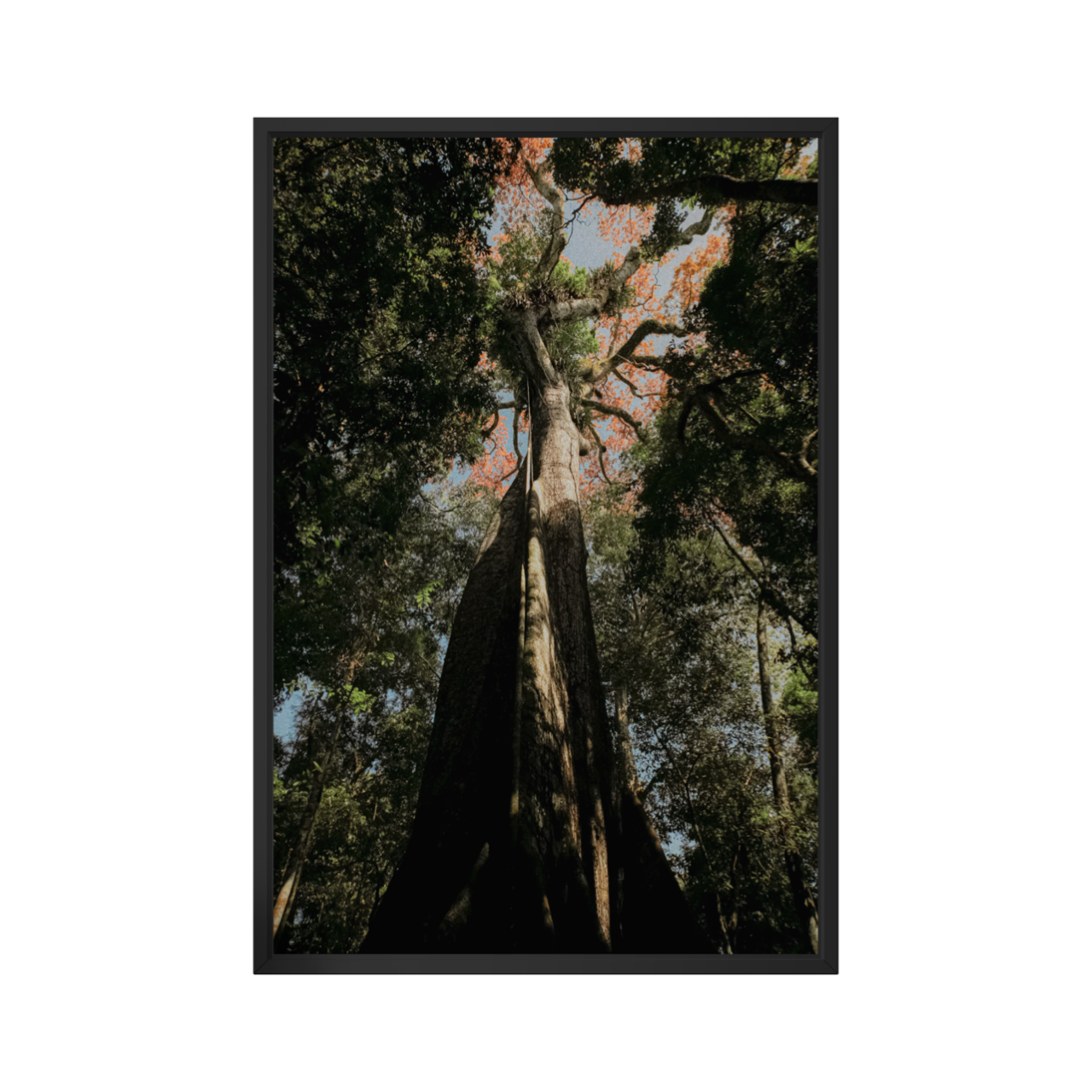 Sumaúma - Amazônia