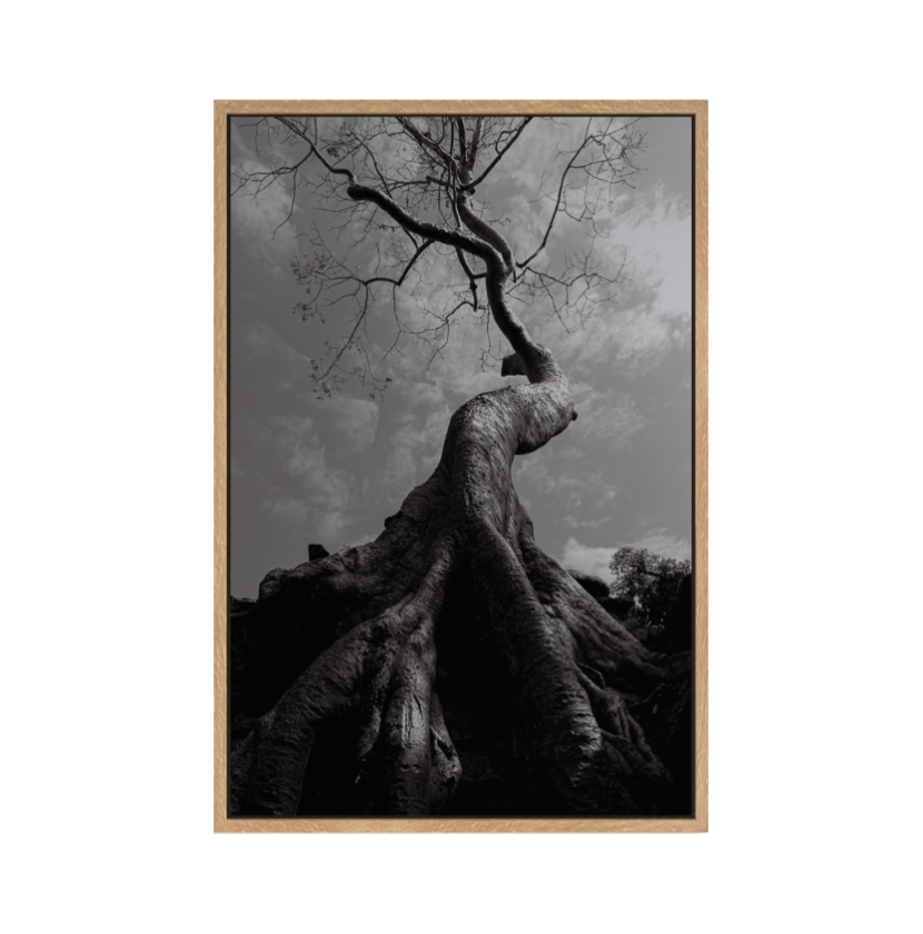 Sumaúma - Angkor Wat