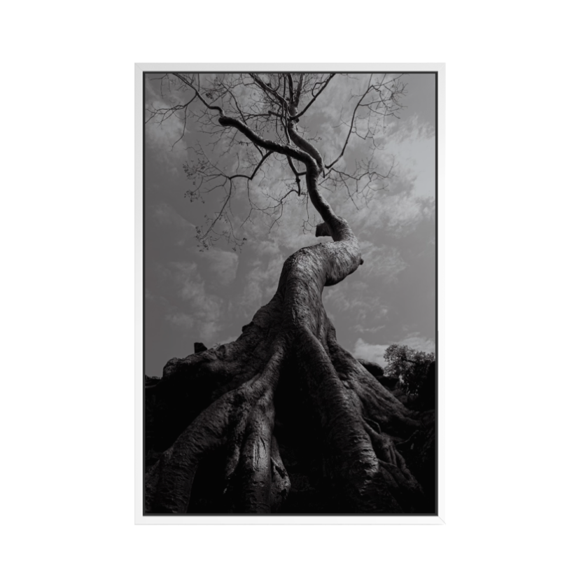 Sumaúma - Angkor Wat