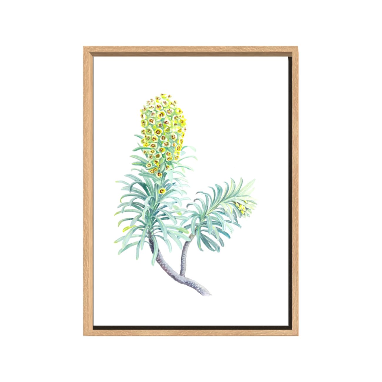 FRITILLARIA IMPERIALIS