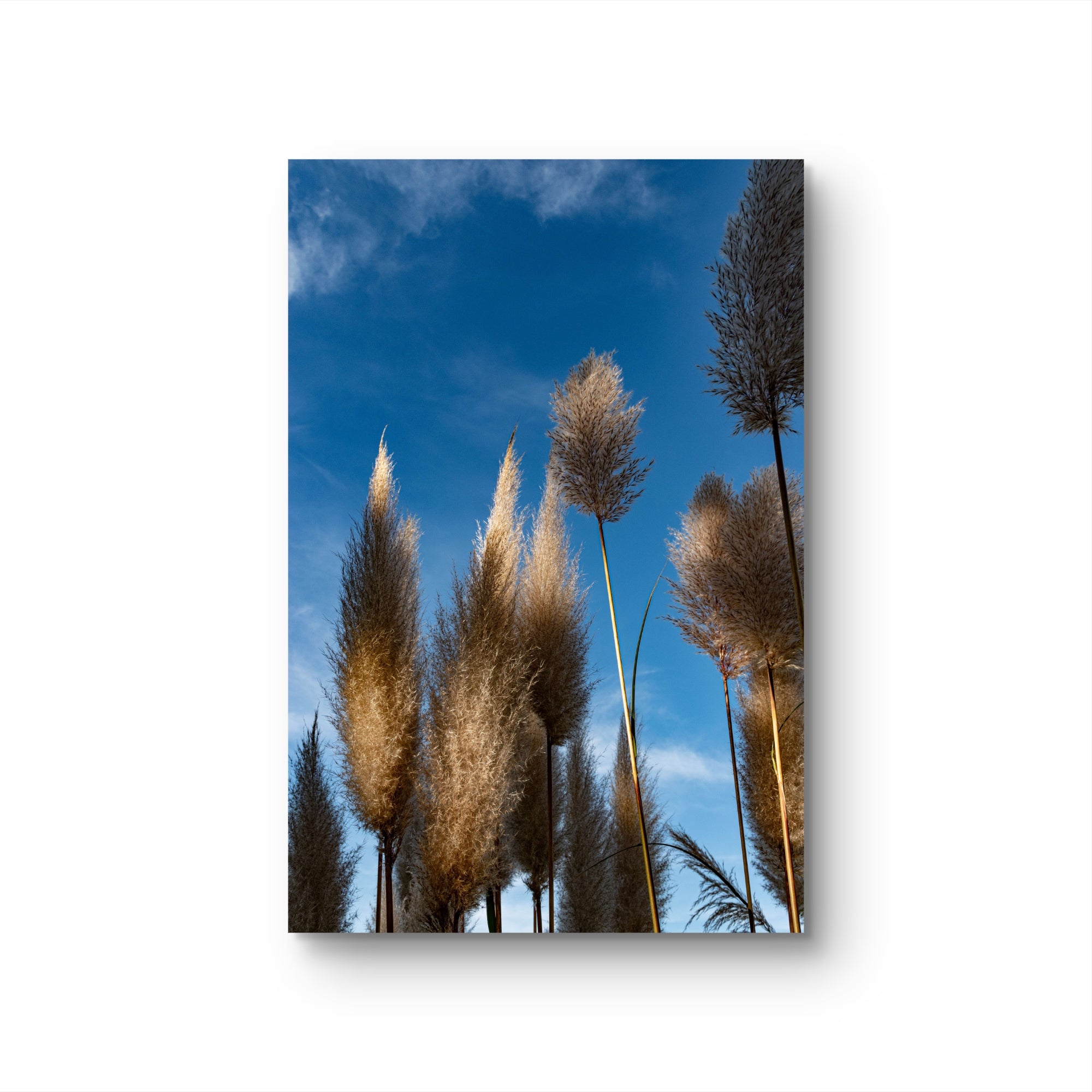Pampas II