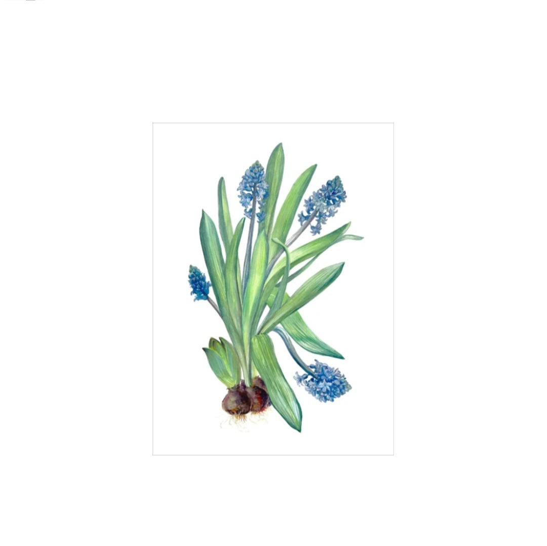 MUSCARI