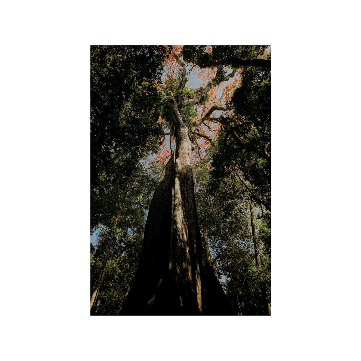 Sumaúma - Amazônia