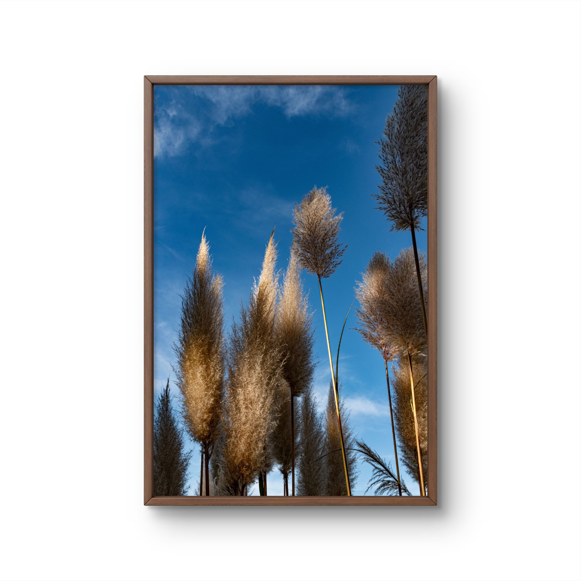 Pampas II