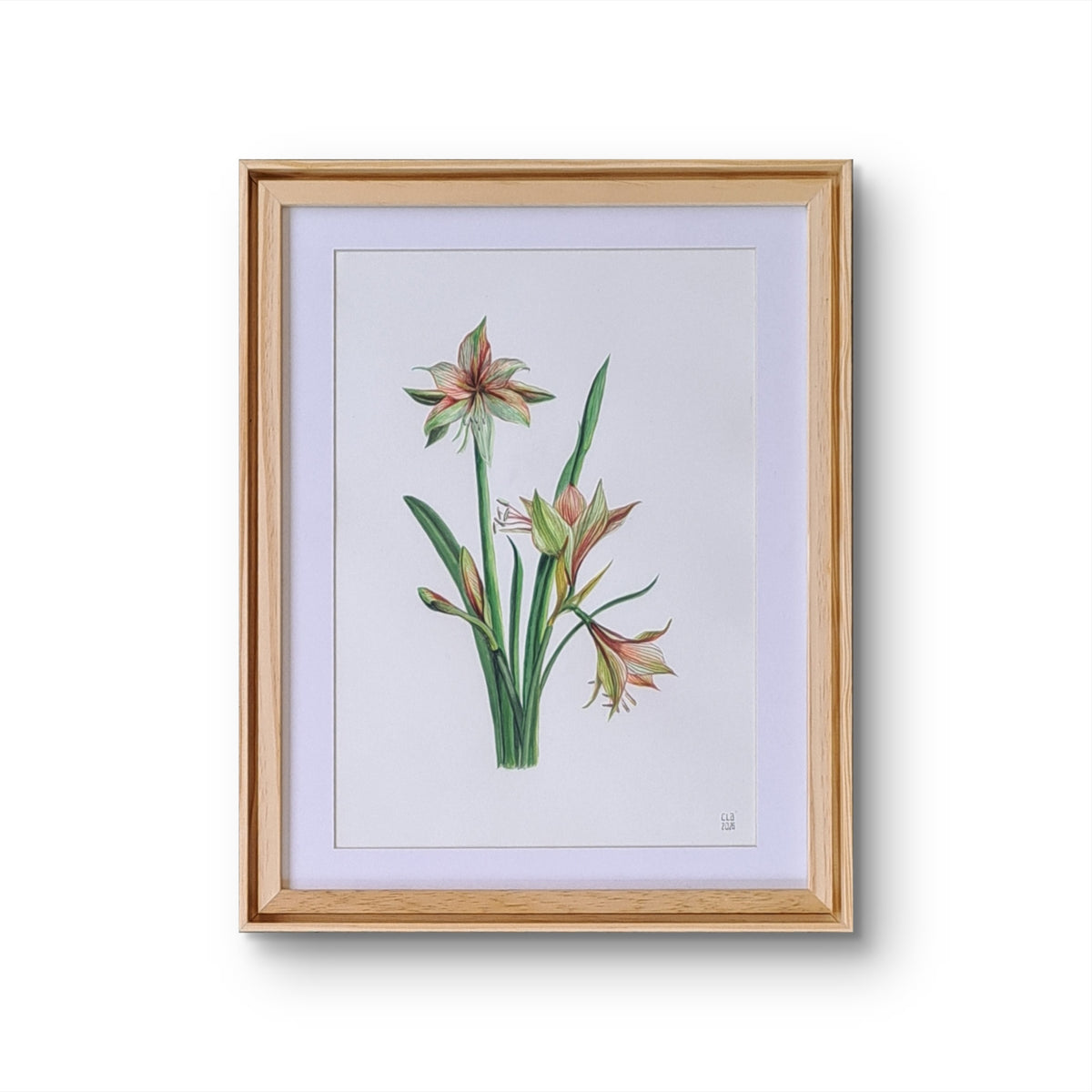 Amaryllis