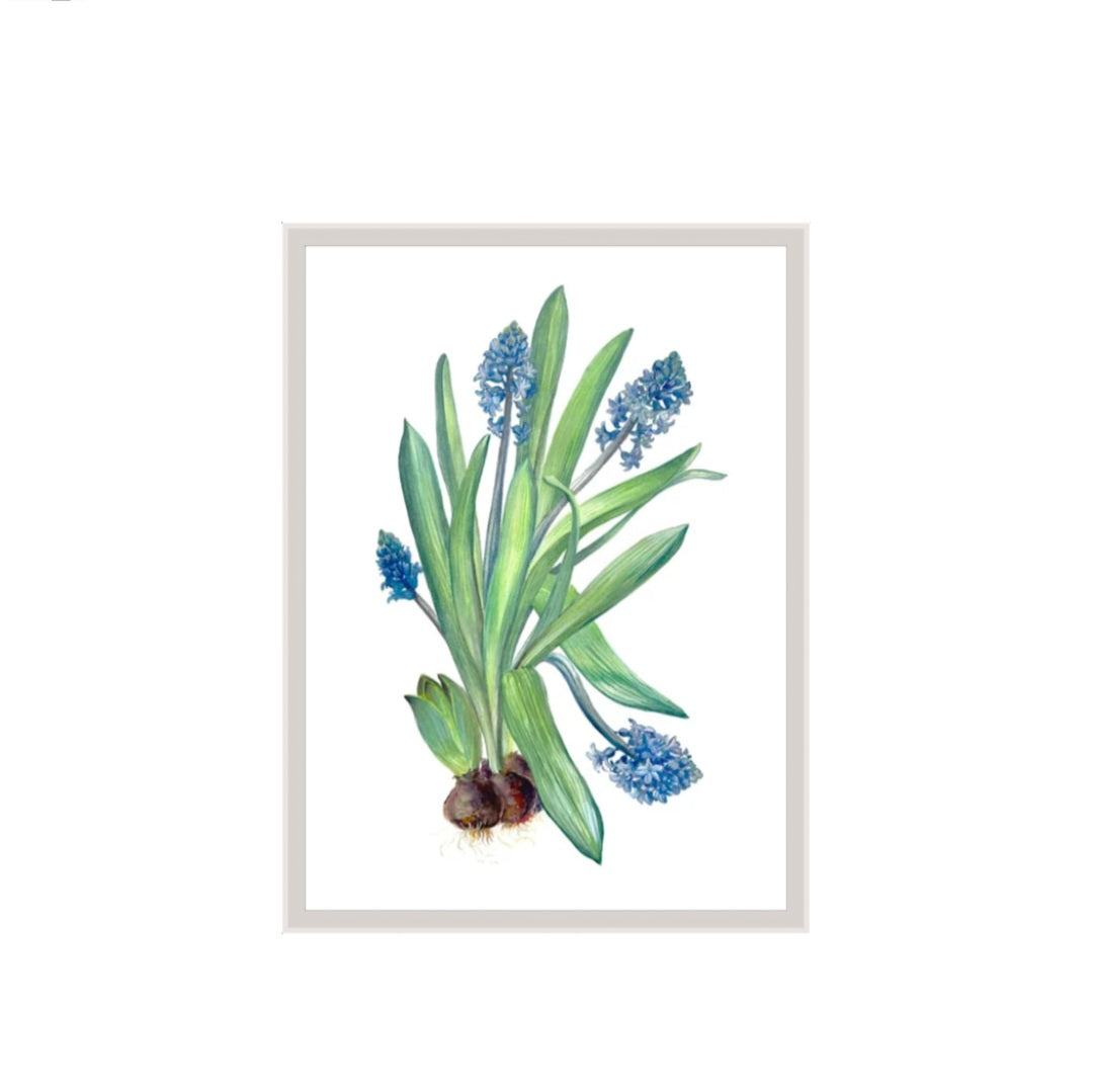 MUSCARI