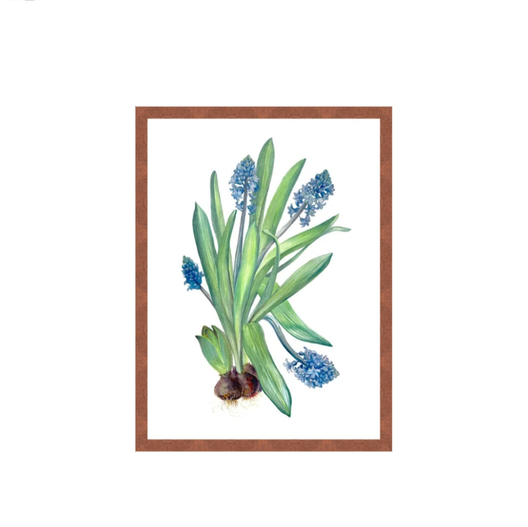 MUSCARI
