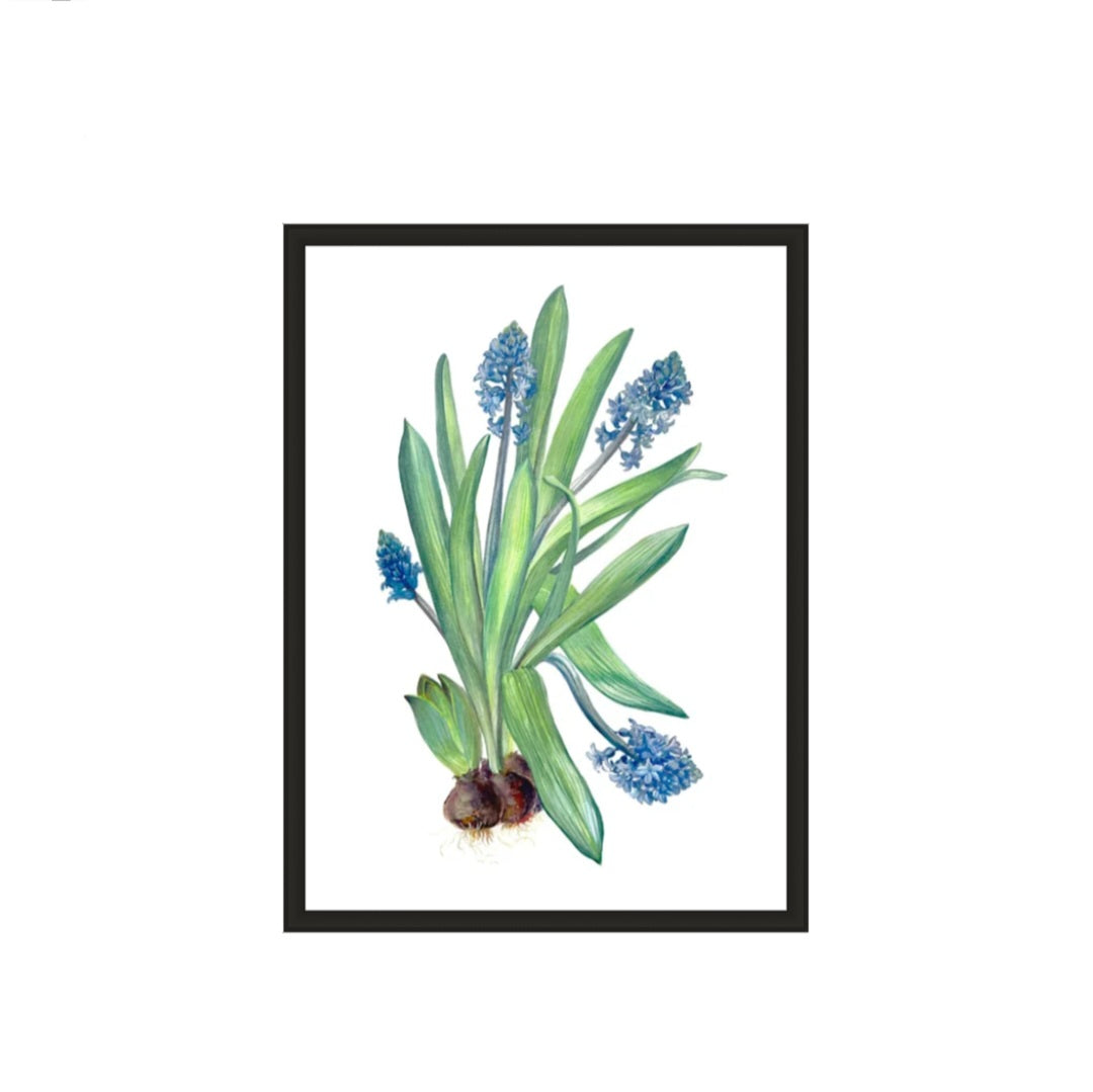 MUSCARI