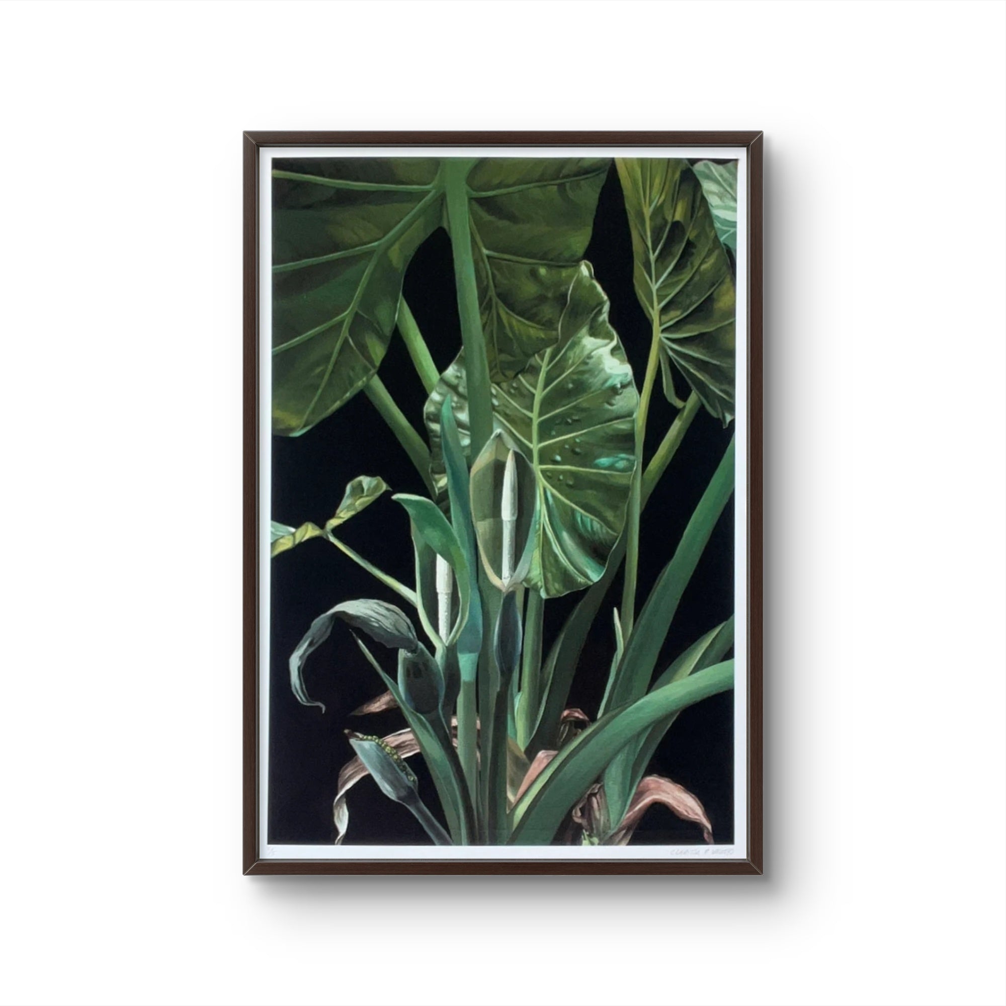 Elephant Ear