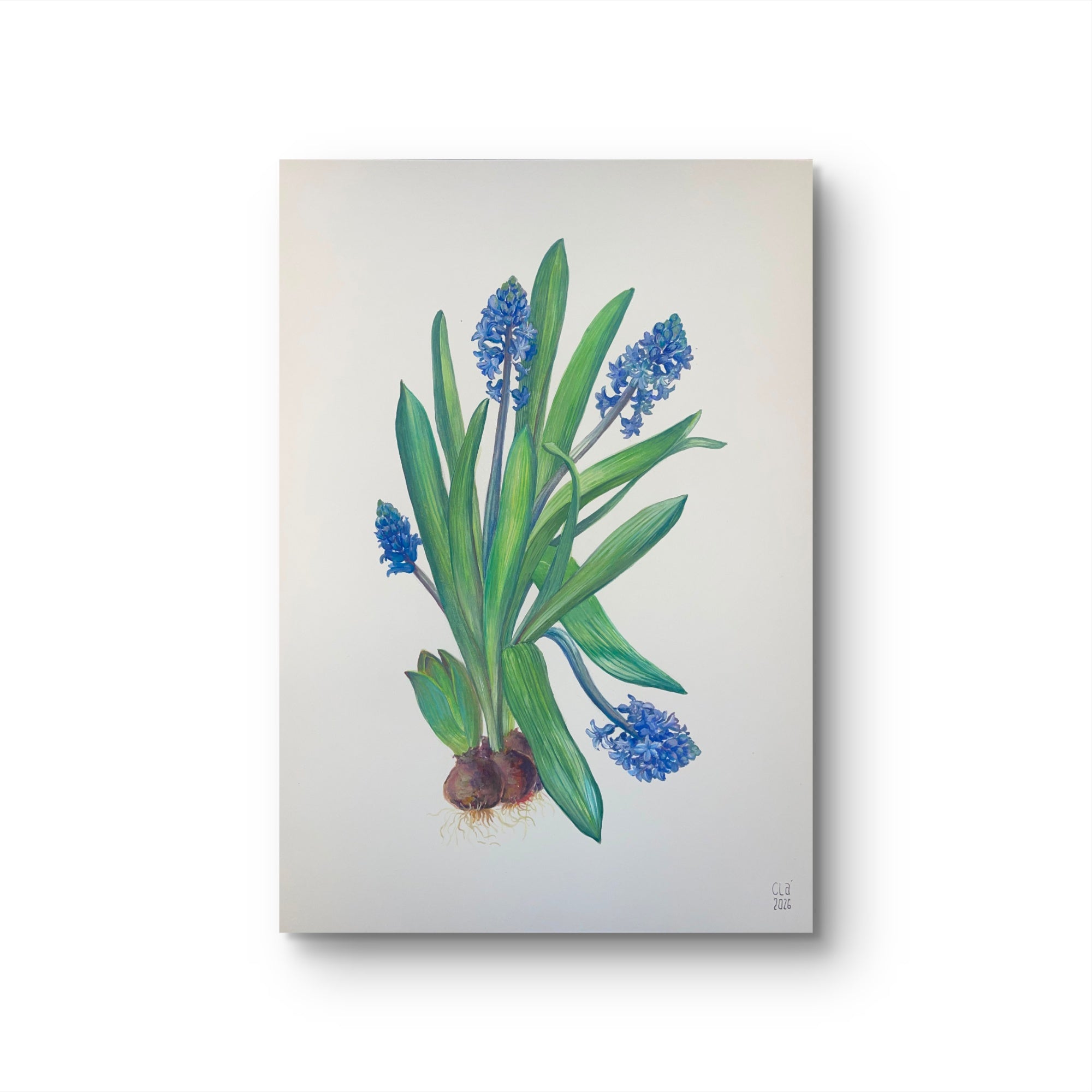 MUSCARI