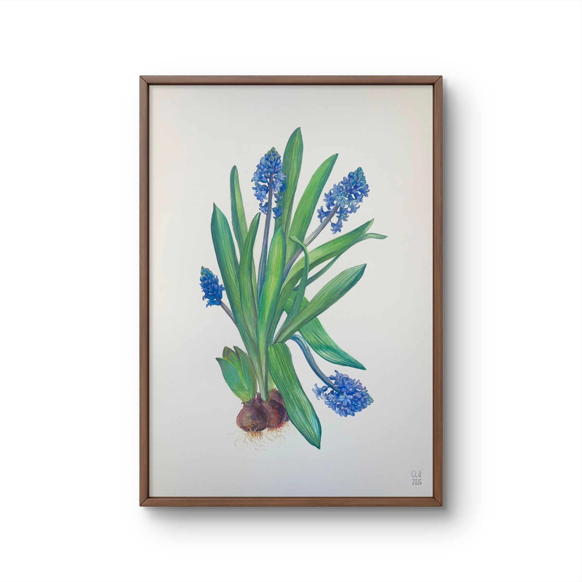 MUSCARI