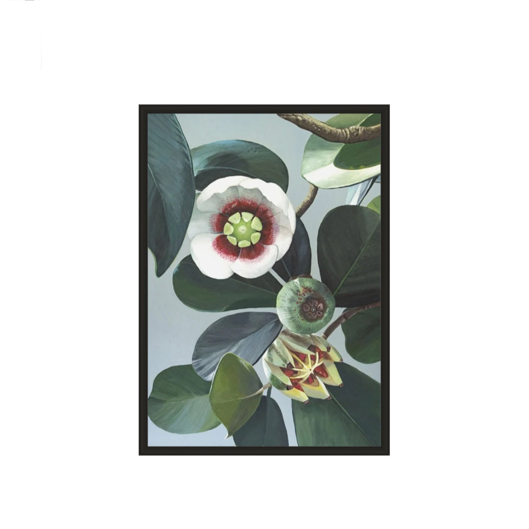 Clusia Lanceolata