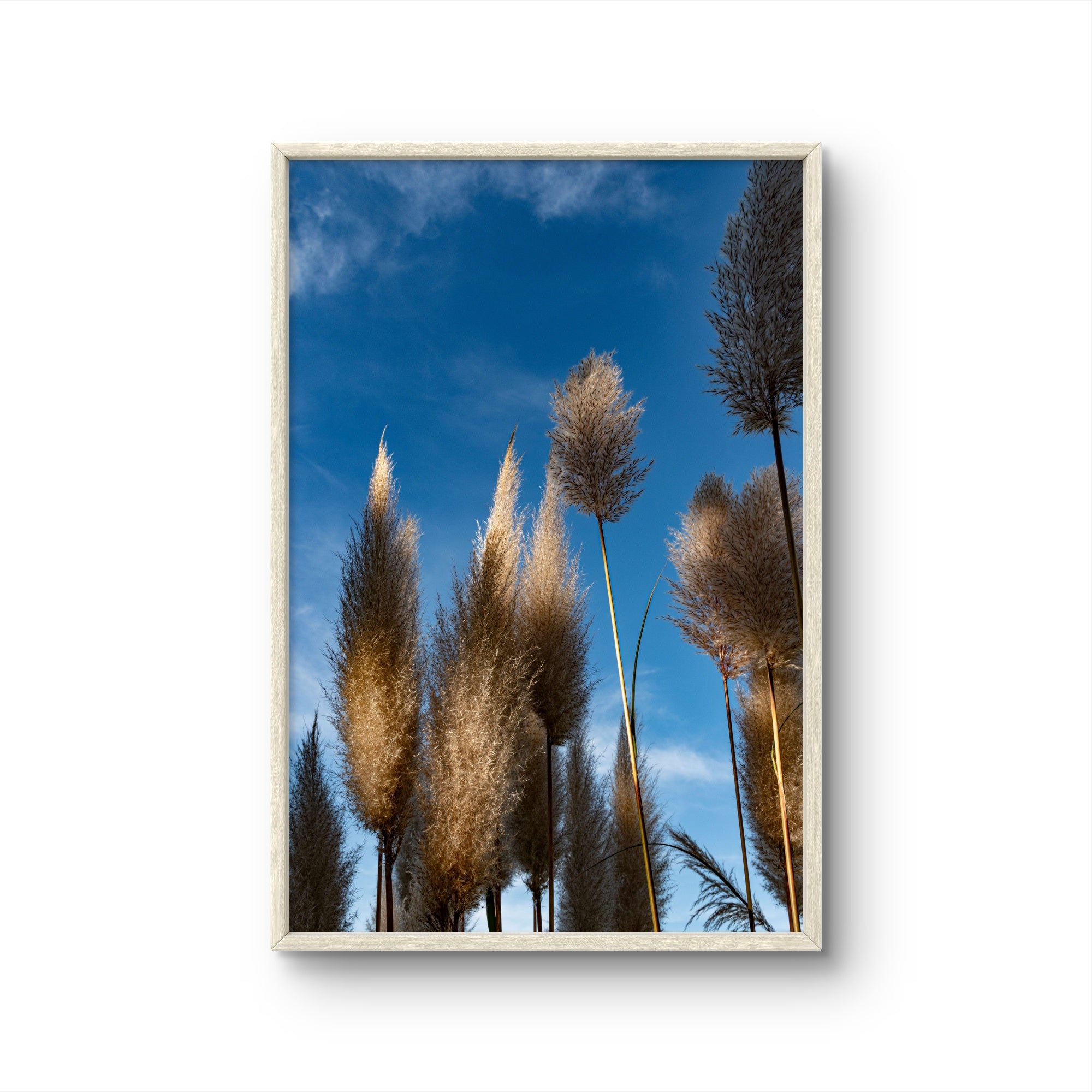 Pampas II