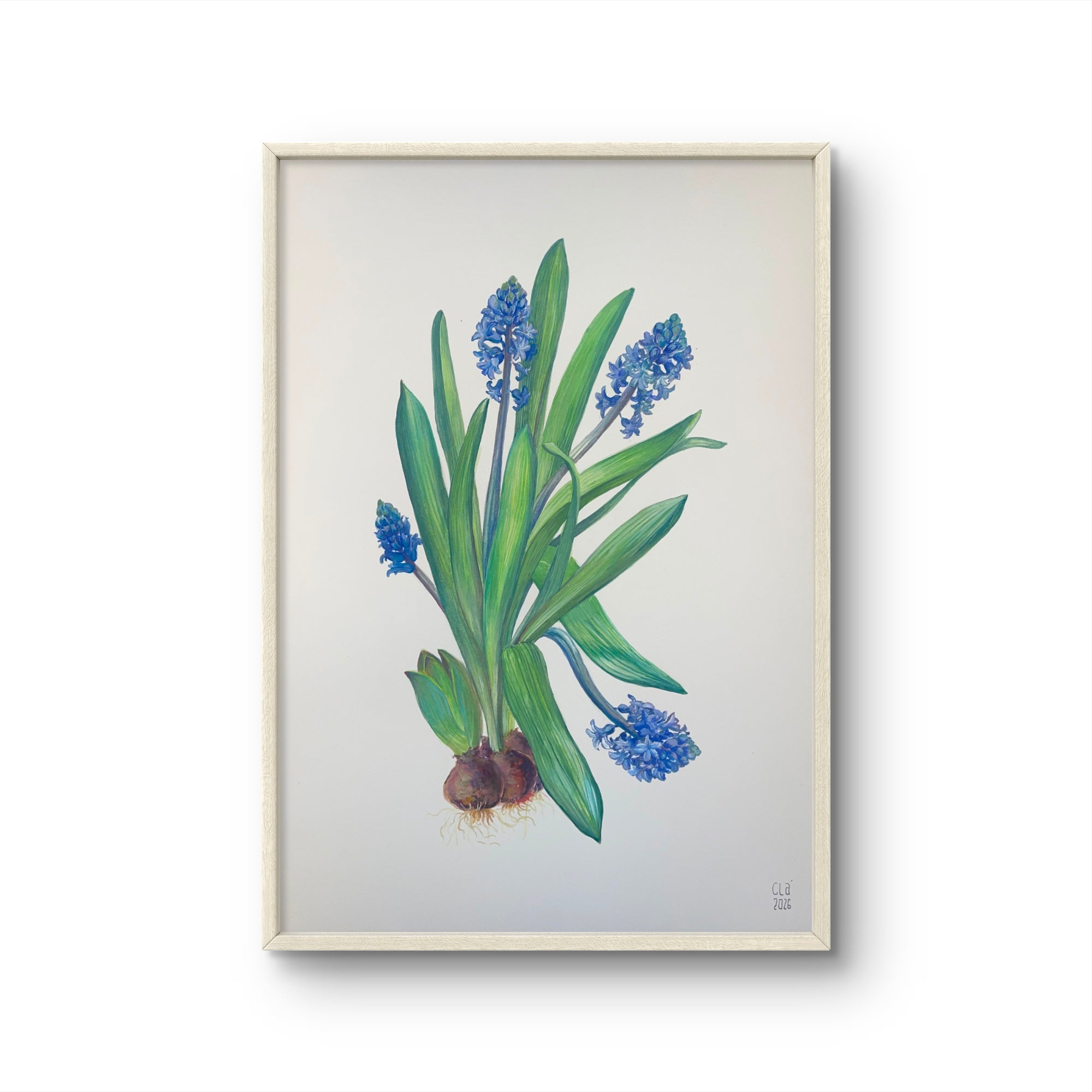 MUSCARI