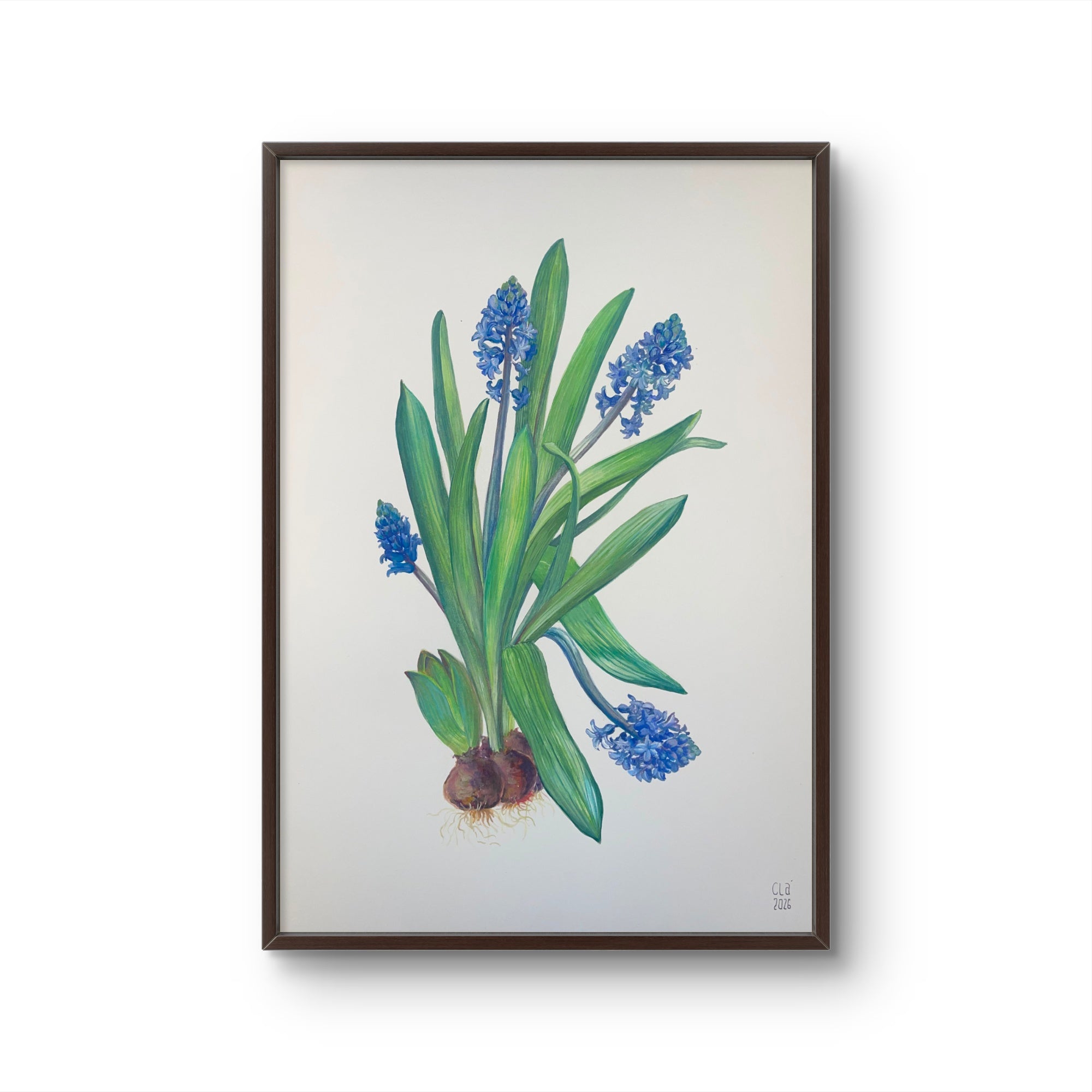 MUSCARI
