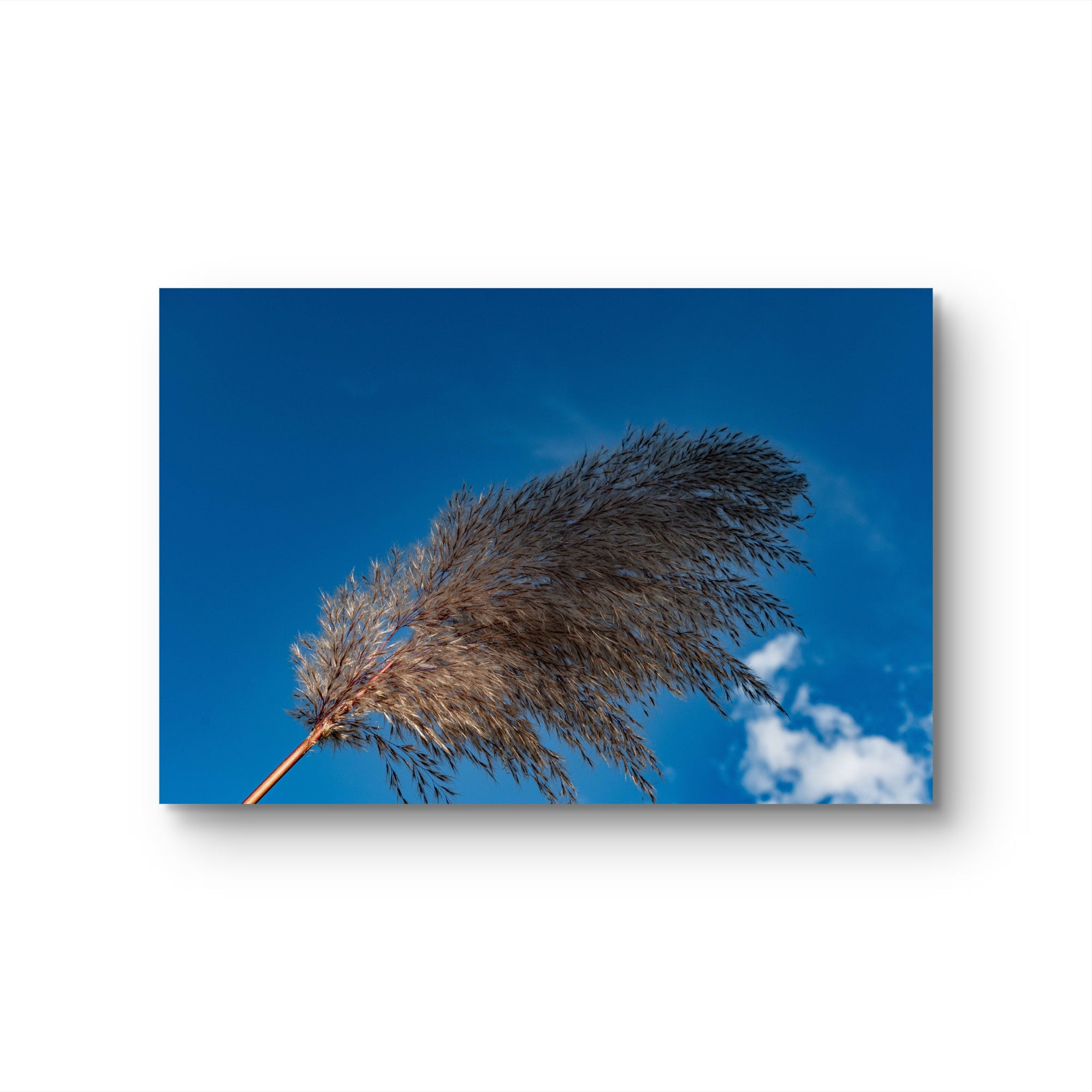Pampas I