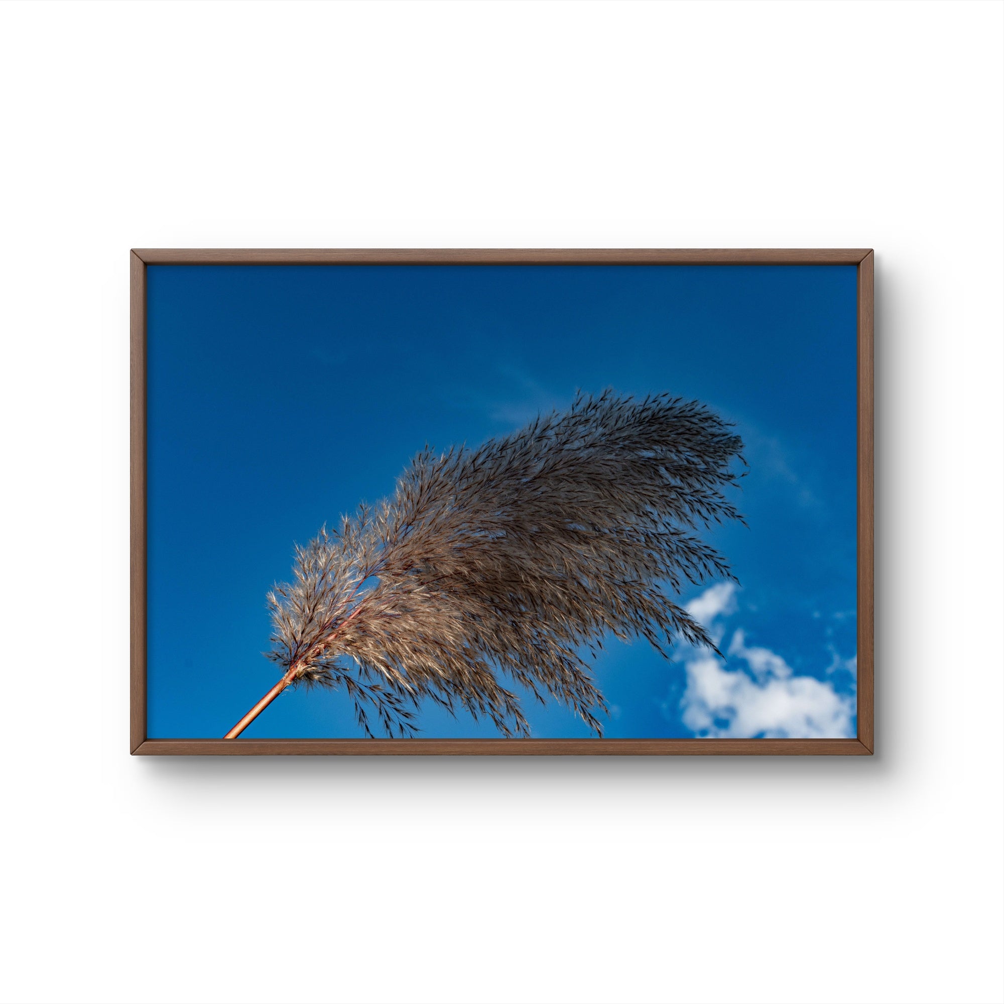 Pampas I