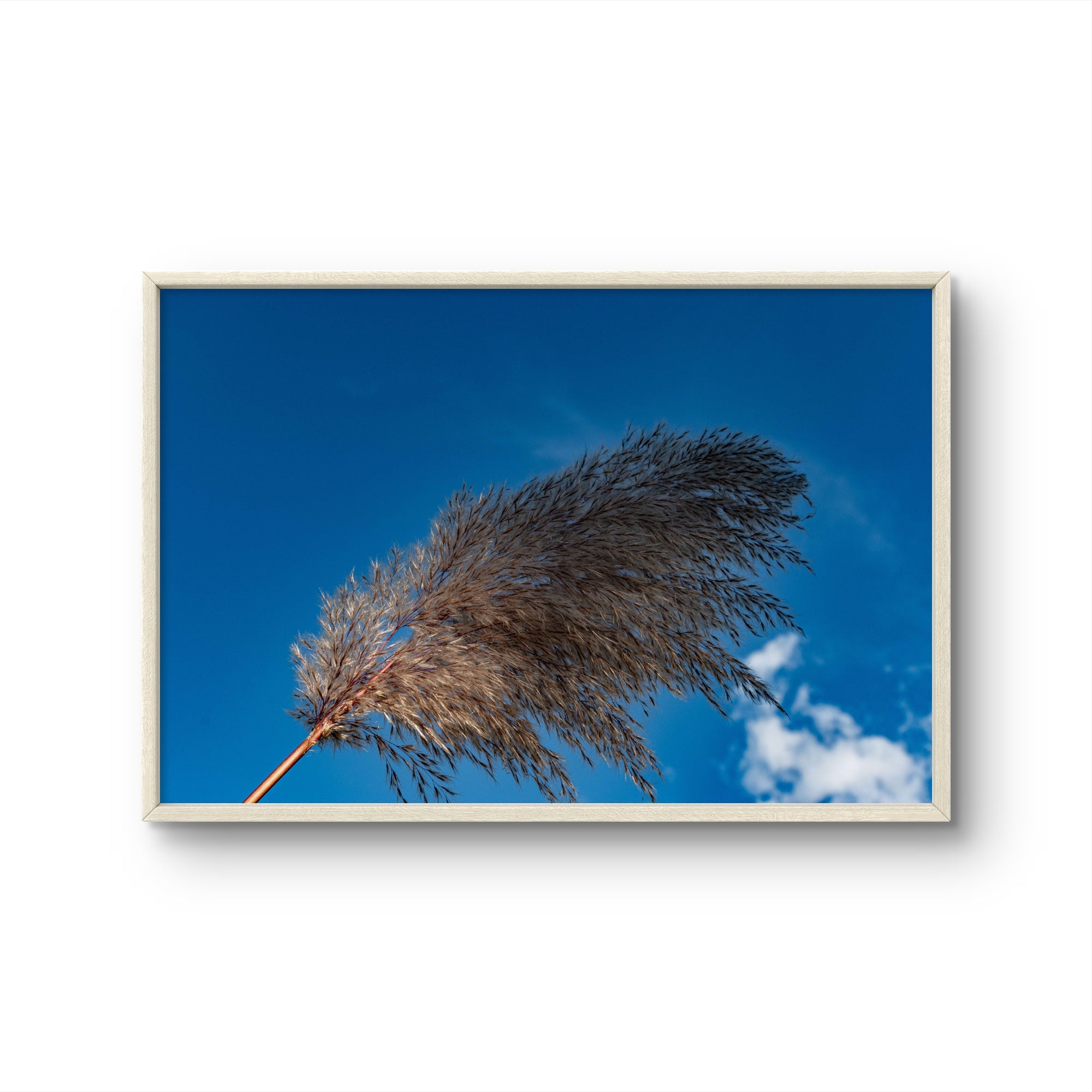 Pampas I