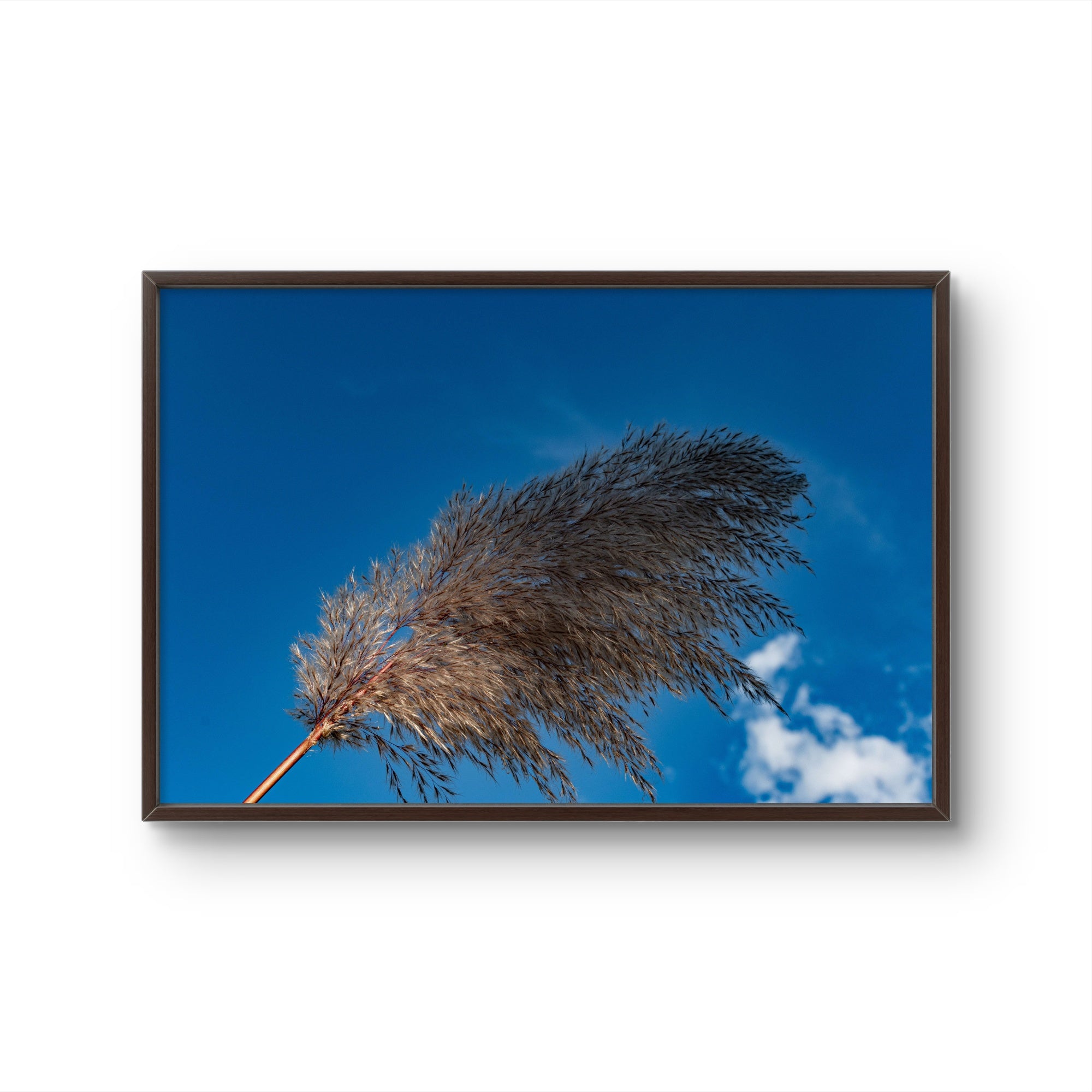 Pampas I