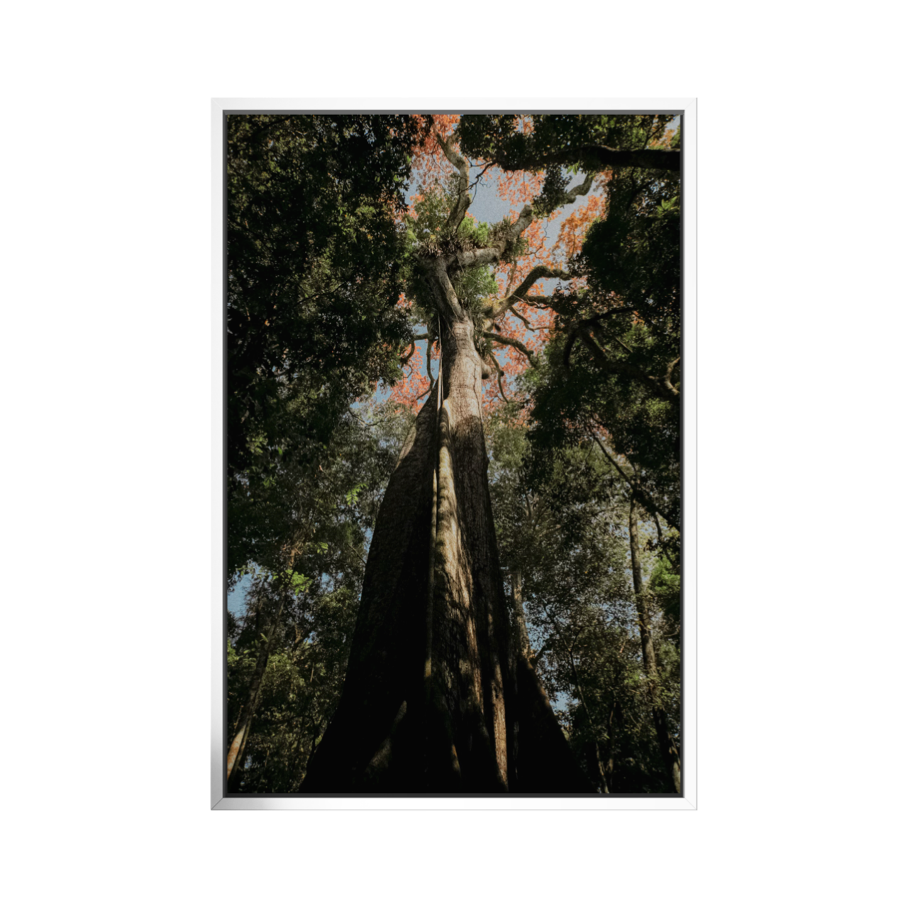 Sumaúma - Amazônia