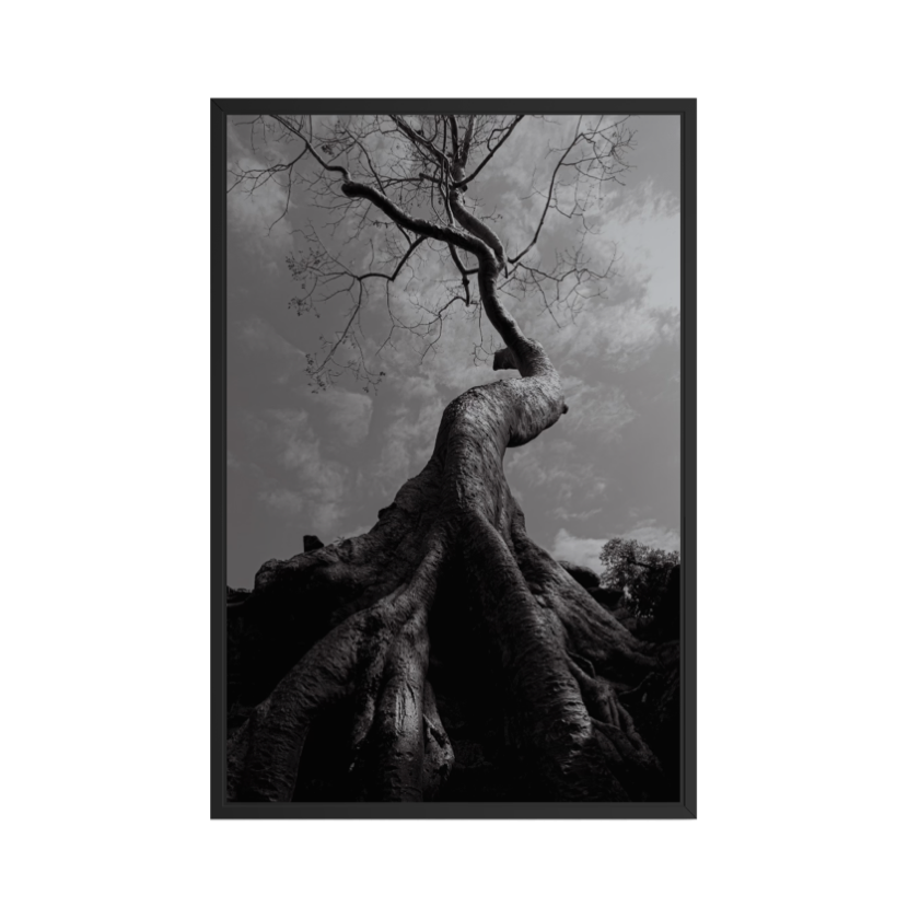 Sumaúma - Angkor Wat