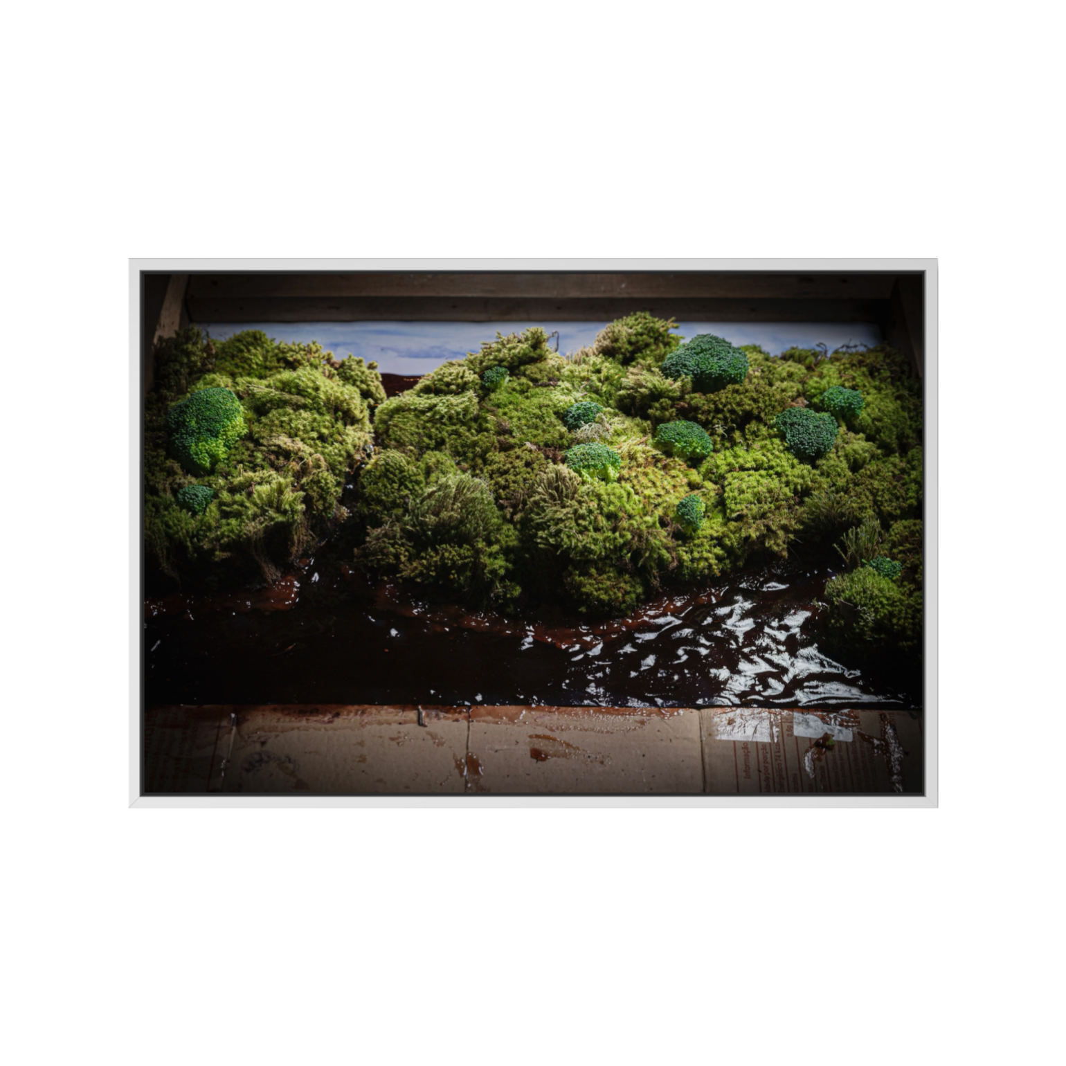 Amazônia