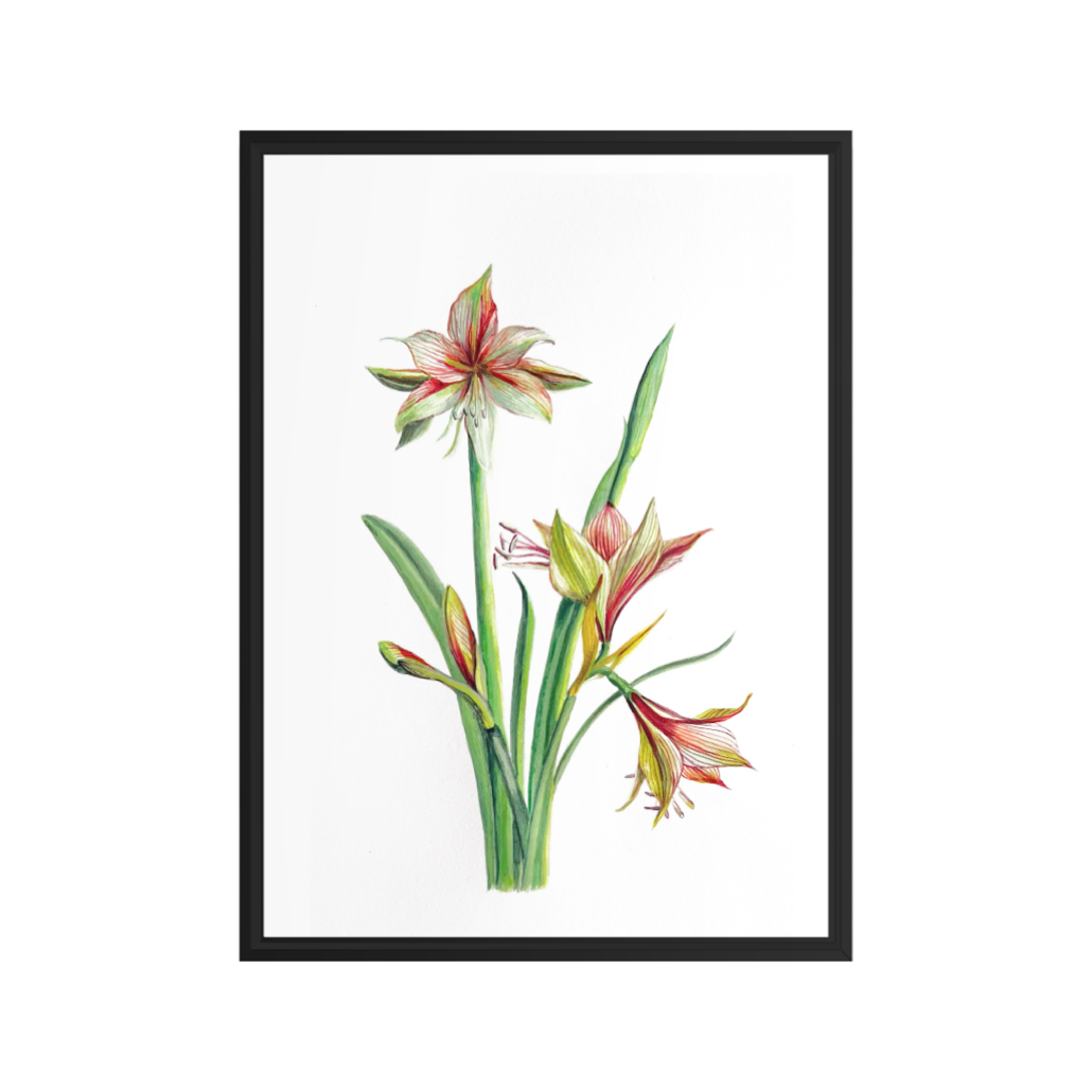 AMARYLLIS