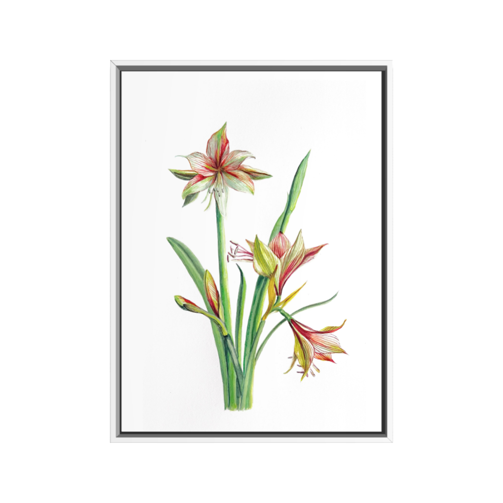 AMARYLLIS