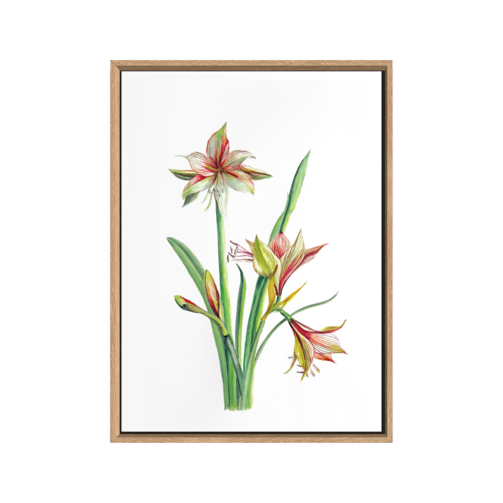 AMARYLLIS