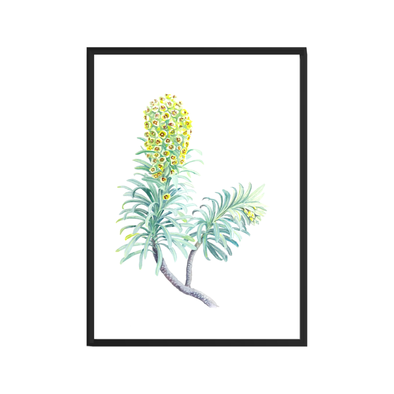 FRITILLARIA IMPERIALIS