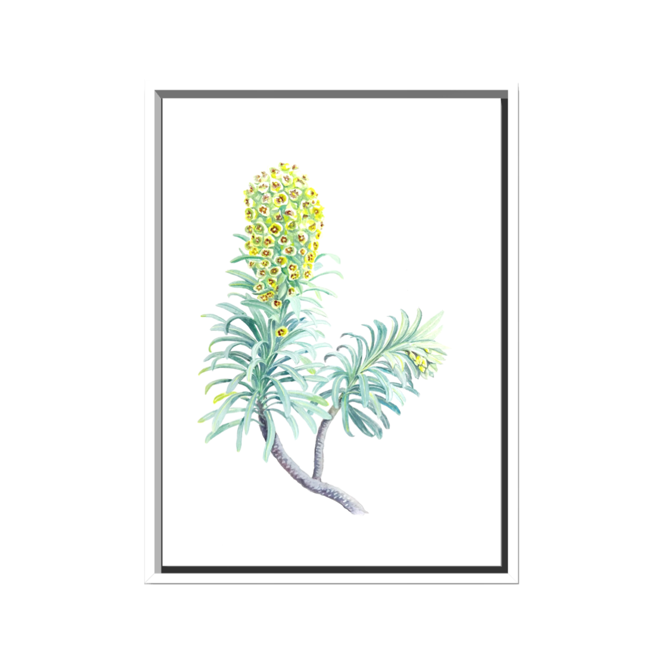 FRITILLARIA IMPERIALIS