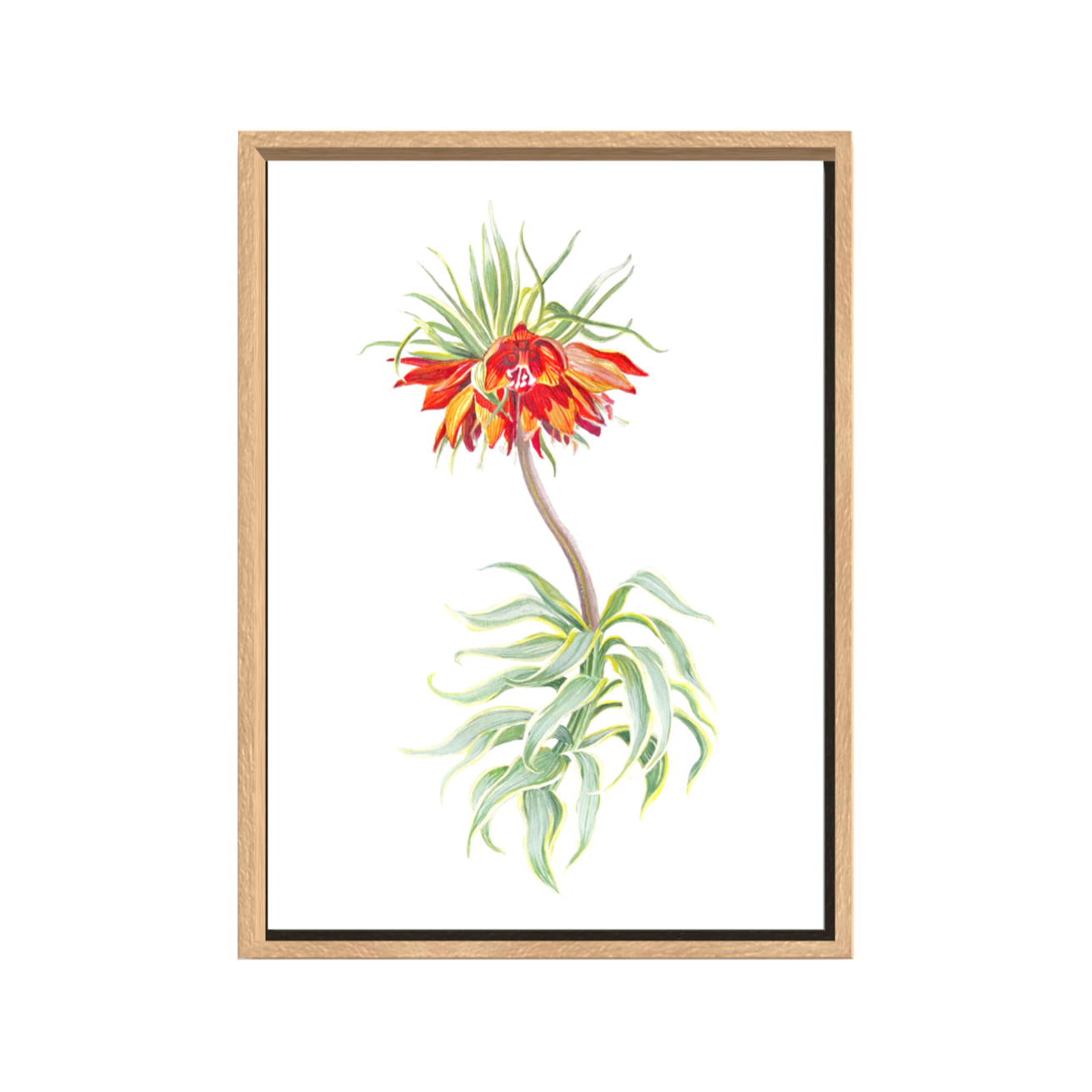 EUPHORBIA