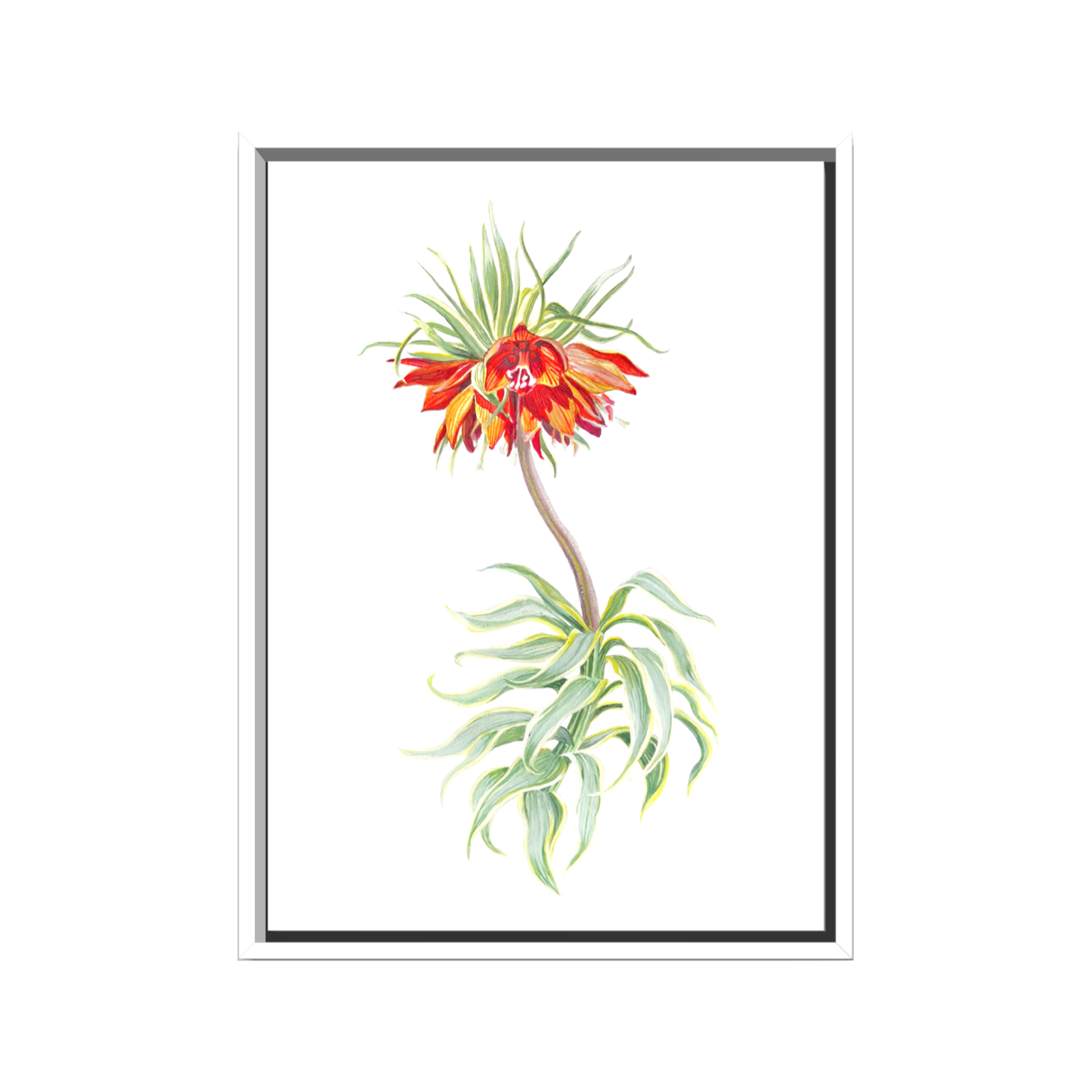 EUPHORBIA