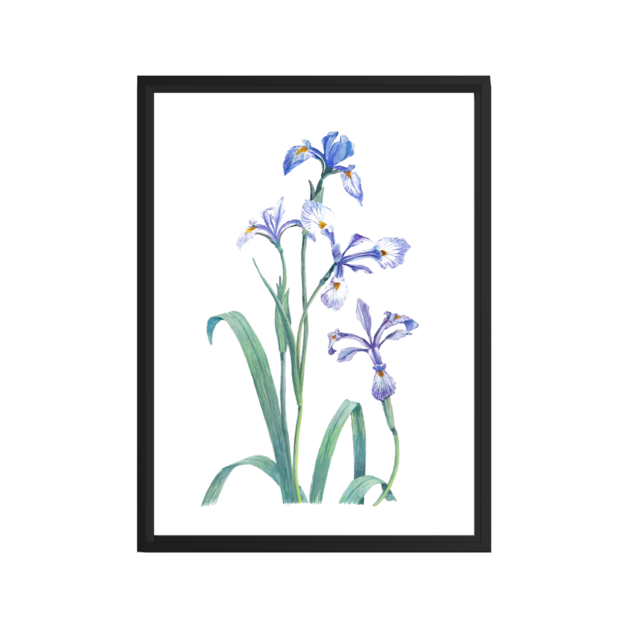 IRIS
