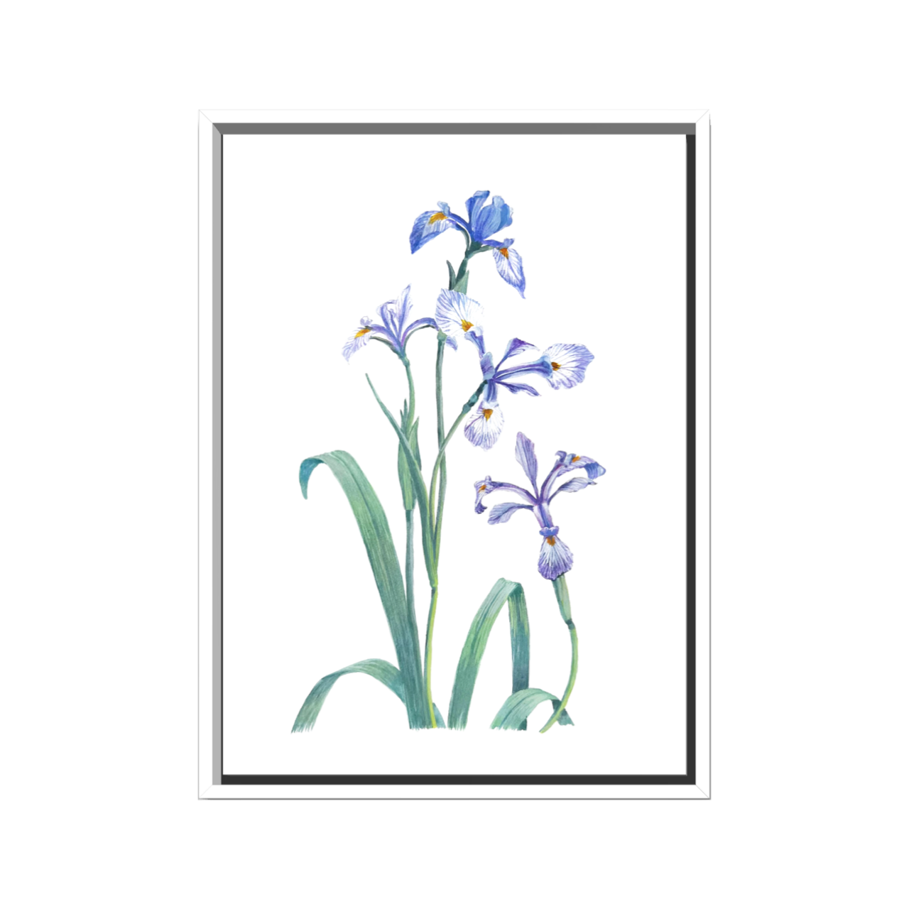 IRIS