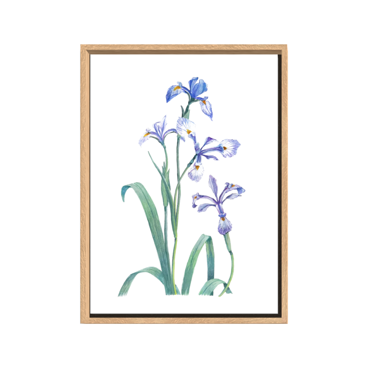 IRIS
