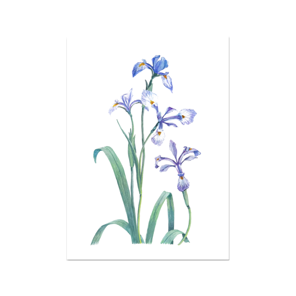 IRIS