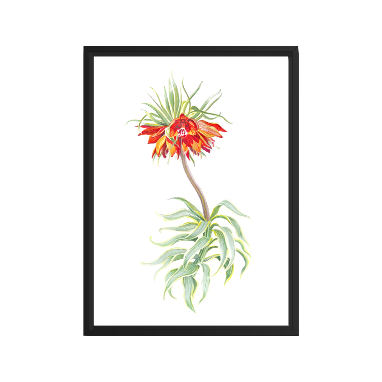 EUPHORBIA