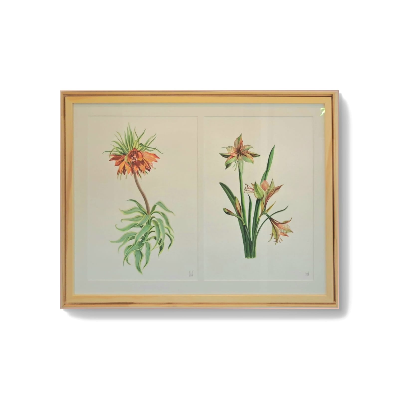 AMARYLLIS E EUPHORBIA