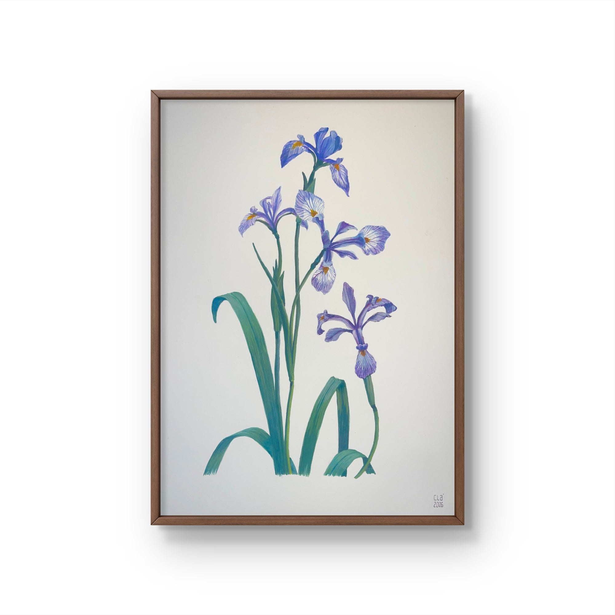 IRIS